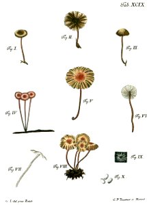 Tab99-Agaricus alliatus Schaeff