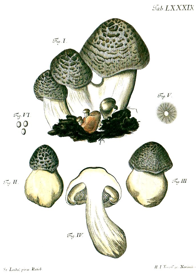 Tab89-Agaricus tigrinus Schaeff