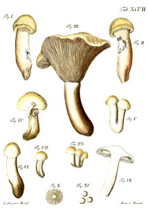 Tab97-Agaricus nitidus Schaeff