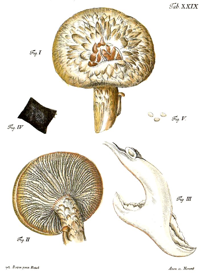 Tab29-Agaricus squamosus Schaeff