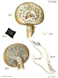 Tab29-Agaricus squamosus Schaeff