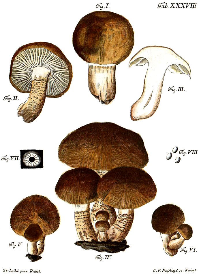 Tab38-Agaricus striatus Schaeff
