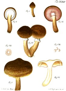 Tab74-Agaricus obscurus Schaeff. Free illustration for personal and commercial use.