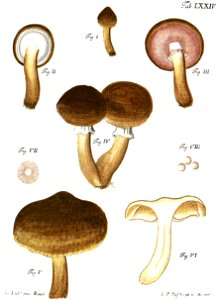 Tab74-Agaricus obscurus Schaeff