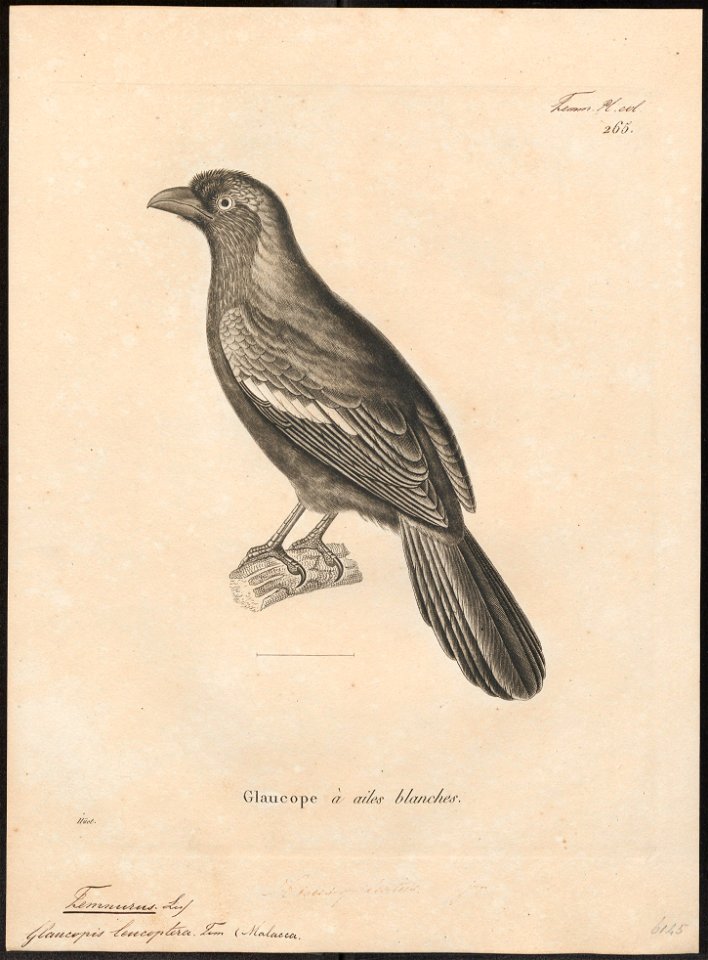 Temnurus leucopterus - 1700-1880 - Print - Iconographia Zoologica - Special Collections University of Amsterdam - UBA01 IZ15700077