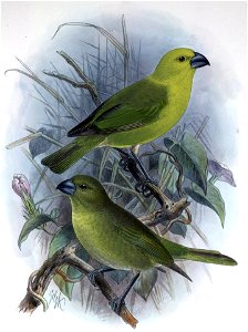 Telespiza flaviceps3