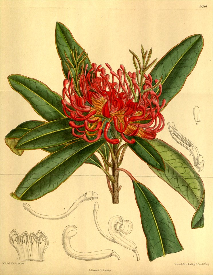 Telopea oreades 142-8684