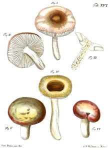 Tab16-Agaricus emeticus. Free illustration for personal and commercial use.