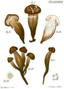 Tab87-Agaricus crassipes Schaeff. Free illustration for personal and commercial use.