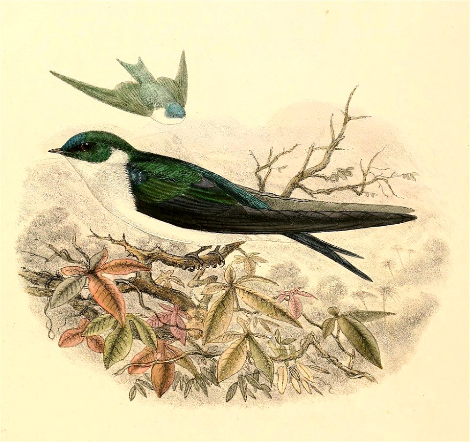Tachycineta euchrysea sclateri 1894