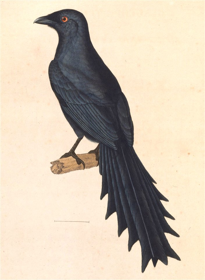 Temnurus temnurus 1838