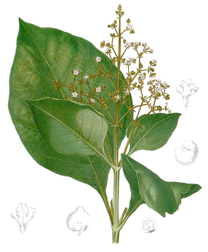 Tectona grandis Blanco1.114-cropped