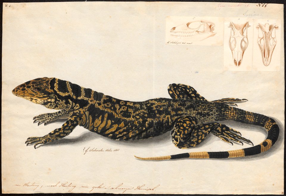Tejus teguexim - met schedel - 1818 - Print - Iconographia Zoologica - Special Collections University of Amsterdam - UBA01 IZAA100157