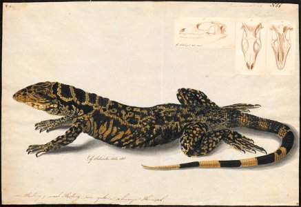 Tejus teguexim - met schedel - 1818 - Print - Iconographia Zoologica - Special Collections University of Amsterdam - UBA01 IZAA100157