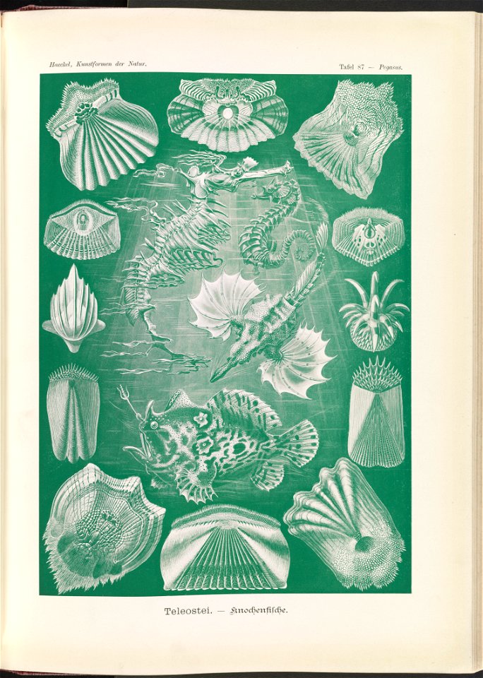 Teleostei. - Knochenfische LCCN2015648967