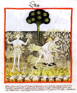 Tacuin Été12
