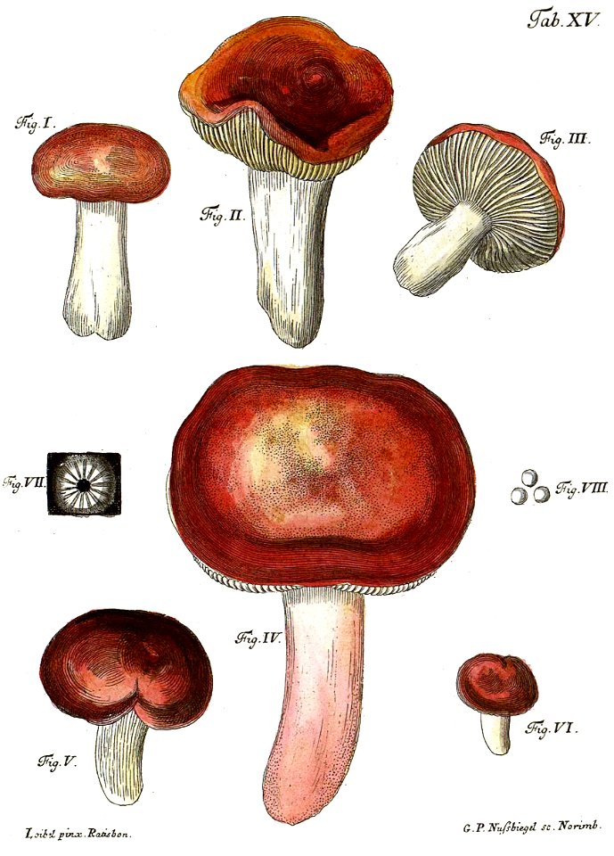 Tab15-Agaricus emeticus