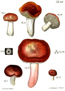 Tab15-Agaricus emeticus. Free illustration for personal and commercial use.