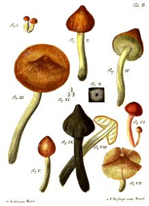 Tab2-Agaricus conicus Schaeff