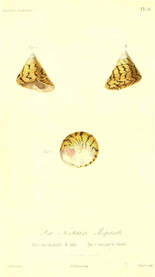 Tegula pellisserpentis 1831