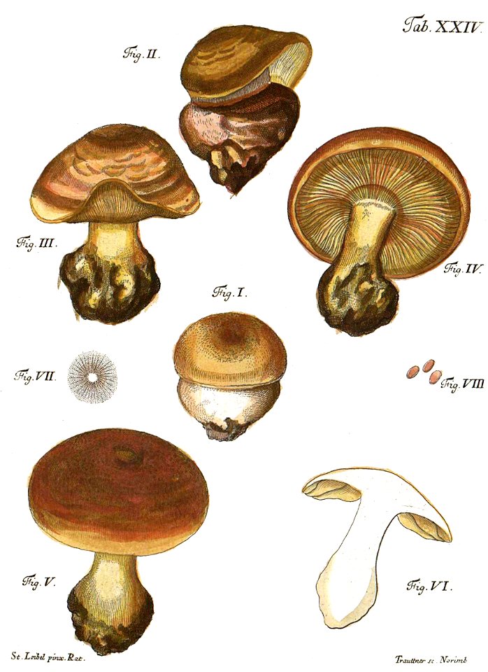 Tab24-Agaricus sericeus Schaeff