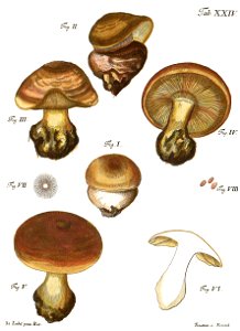 Tab24-Agaricus sericeus Schaeff. Free illustration for personal and commercial use.