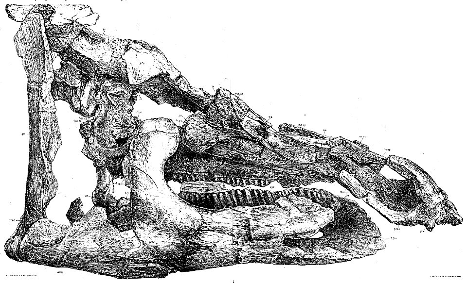 Telmatosaurus