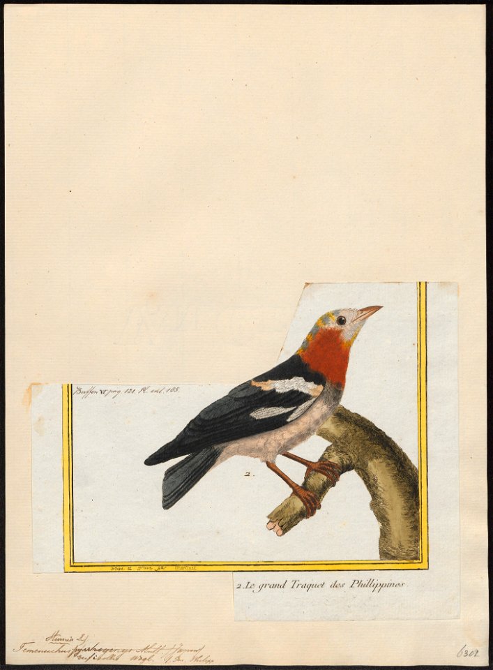 Temenuchus ruficollis - 1700-1880 - Print - Iconographia Zoologica - Special Collections University of Amsterdam - UBA01 IZ15800065