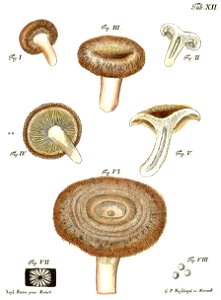 Tab12-Agaricus torminosus Schaeff. Free illustration for personal and commercial use.