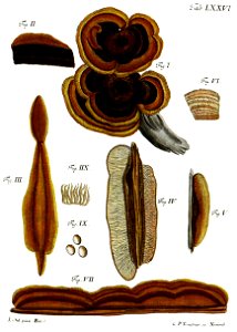 Tab76-Agaricus hirsutus Schaeff