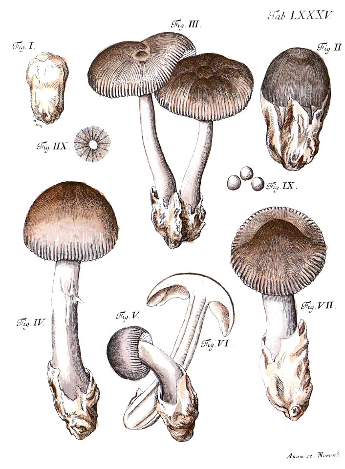 Tab85-Agaricus plumbeus Schaeff