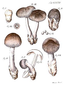 Tab85-Agaricus plumbeus Schaeff. Free illustration for personal and commercial use.