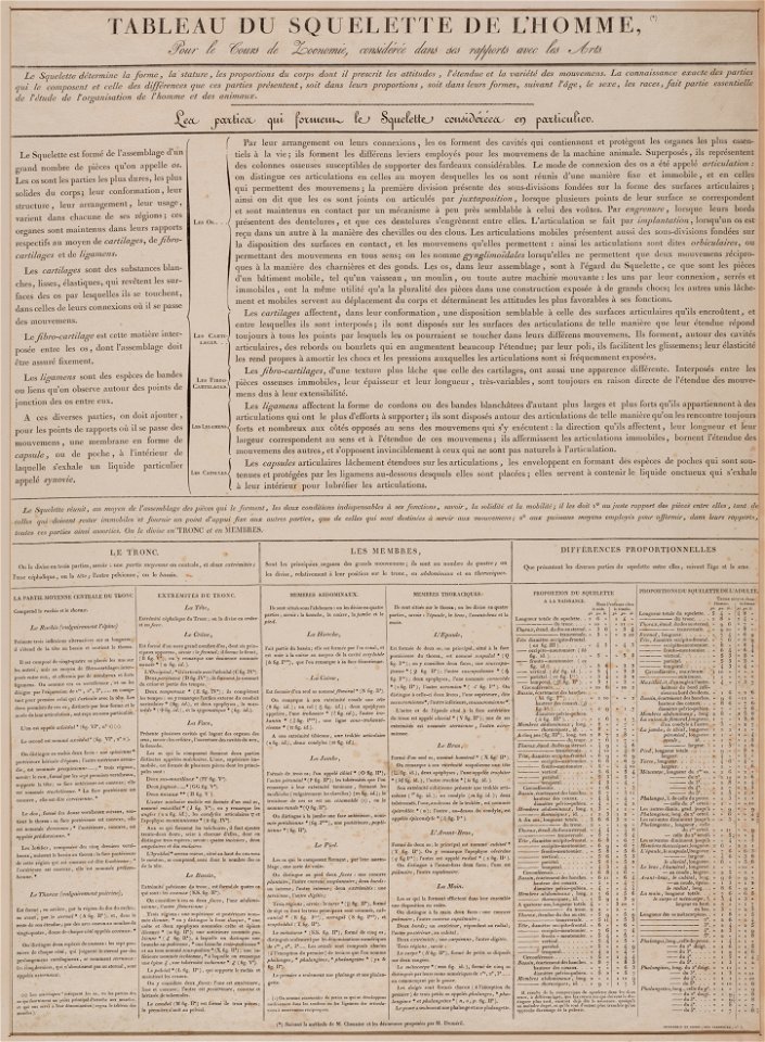 Tableau du squelette de l'homme, objectnr A 15562