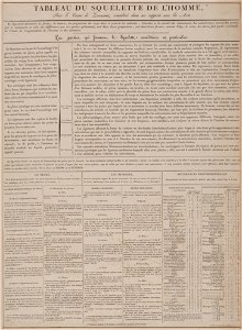 Tableau du squelette de l'homme, objectnr A 15562