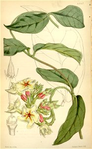 Temnadenia odorifera Bot. Mag. 76. 4547. 1850
