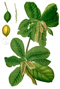 Terminalia catappa Blanco1.144-cropped