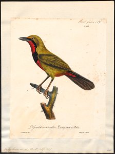 Telophorus viridis - 1825-1834 - Print - Iconographia Zoologica - Special Collections University of Amsterdam - UBA01 IZ16600487