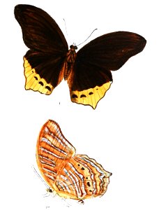 TerinosClarissaM 359 1