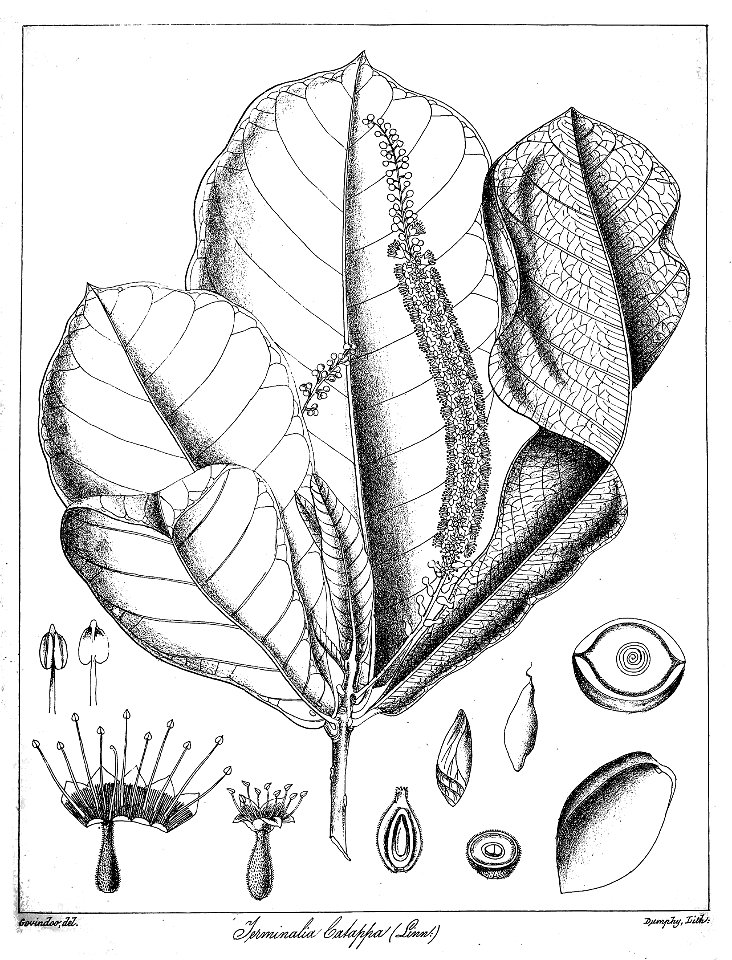 Terminalia catappa Govindoo