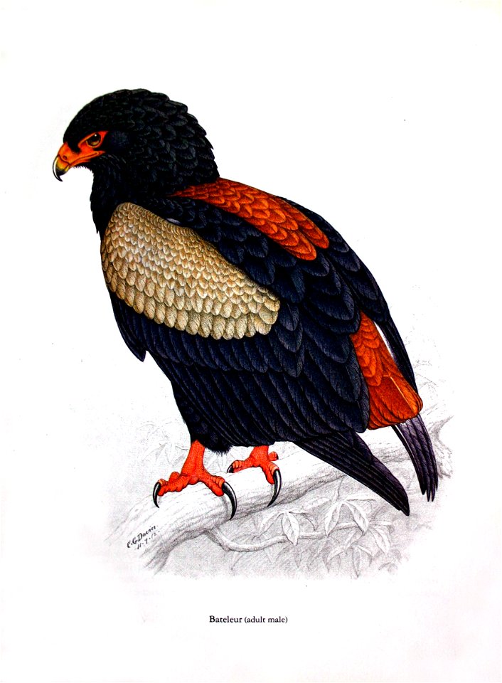Terathopius ecaudatus00