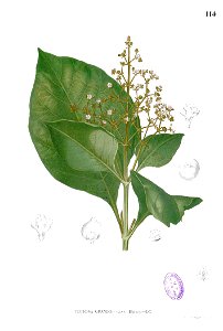 Tectona grandis Blanco1.114