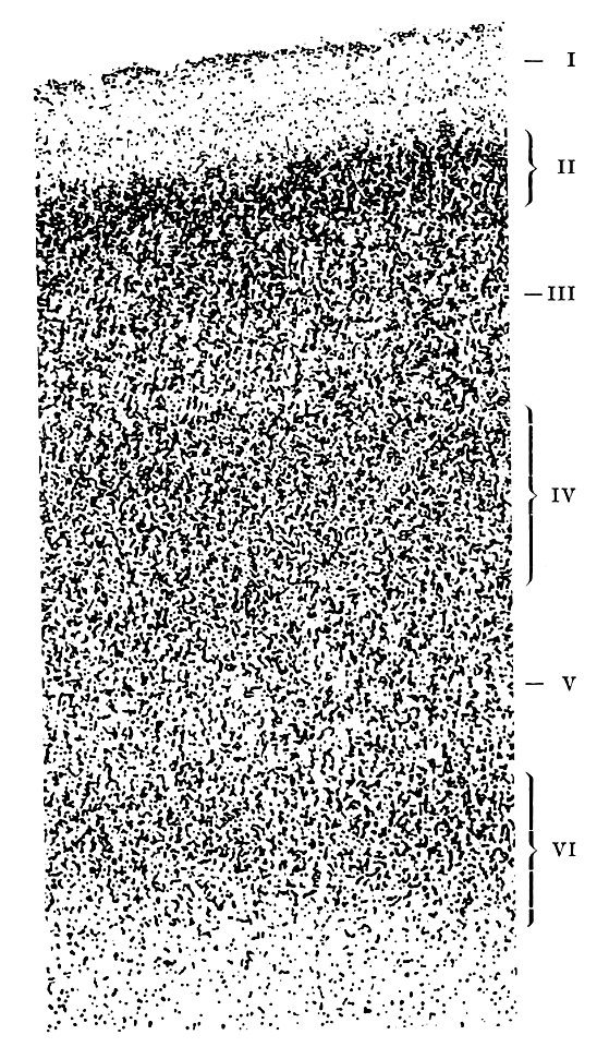 Tectogenetic pattern of cerebral cortex, human fetus 6 months (K. Brodmann, 1909, p. 22, Fig. 1)