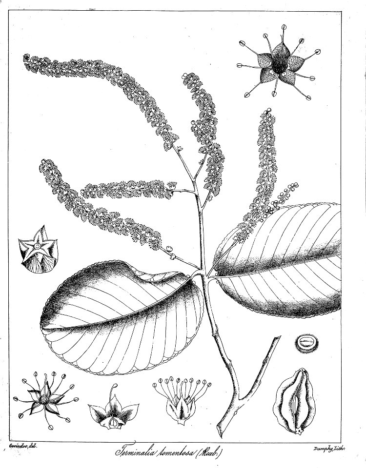 Terminalia tomentosa Govindoo