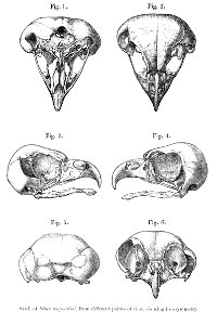 TengmalmSkull
