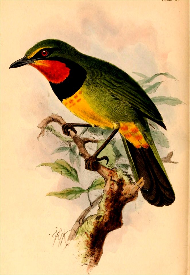 Telophorus quadricolor 1884