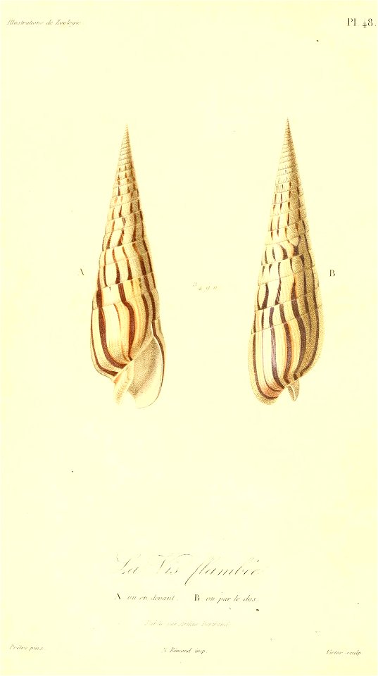 Terebra taurina 1831
