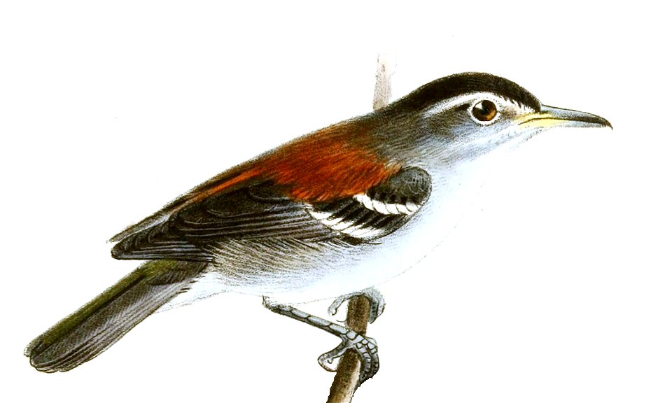 Terenura spodioptila Keulemans