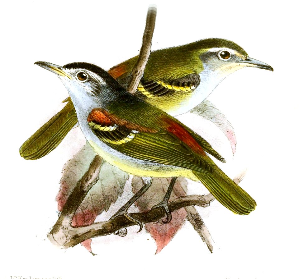 Terenura humoralis Keulemans