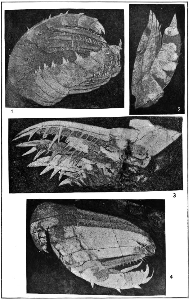The king of the animal world 15 million years ago