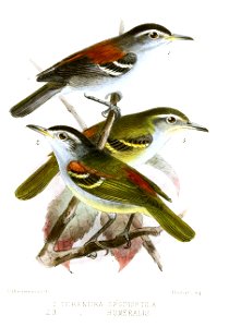 TerenuraKeulemans